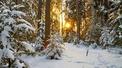Landscapes Trees snow sun