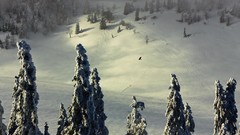 Landscapes Trees snow switzerland Europe forests evergreens