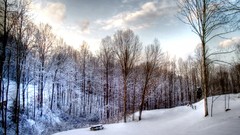 Landscapes Trees snow white forests