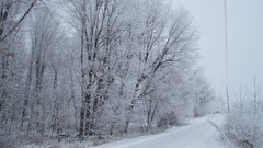 Landscapes Trees snow winter