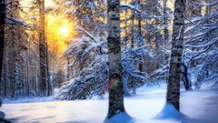 Landscapes Trees snow winter