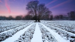 Landscapes Trees snow winter