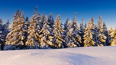 Landscapes Trees snow winter