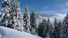 Landscapes Trees snow winter