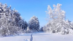 Landscapes Trees snow winter
