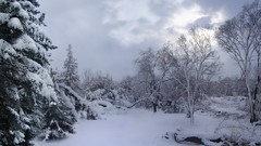 Landscapes Trees snow winter