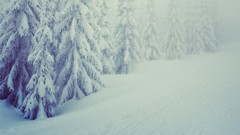 Landscapes Trees snow winter