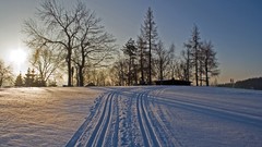 Landscapes Trees snow winter