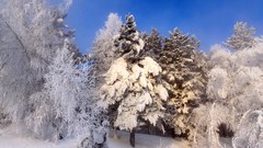 Landscapes Trees snow winter