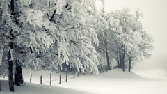 Landscapes Trees snow winter bright white Christmas Frozen