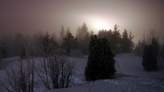 Landscapes Trees snow winter bushes