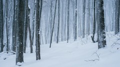 Landscapes Trees snow winter Canada quebec forests