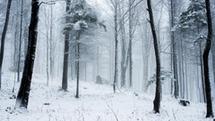 Landscapes Trees snow winter Canada quebec forests