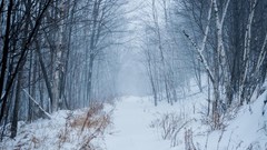 Landscapes Trees snow winter Canada quebec forests