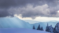 Landscapes Trees snow winter clouds mist