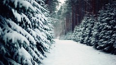 Landscapes Trees snow winter forests