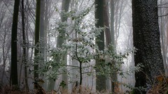 Landscapes Trees snow winter forests