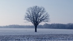 Landscapes Trees snow winter forests