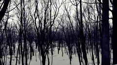 Landscapes Trees snow winter forests