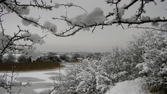 Landscapes Trees snow winter forests