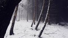 Landscapes Trees snow winter forests