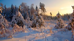 Landscapes Trees snow winter forests