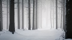 Landscapes Trees snow winter forests HDR Photography nordic