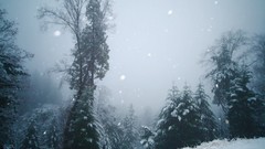 Landscapes Trees snow winter forests snowing evergreens