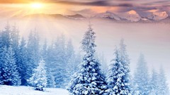 Landscapes Trees snow winter HDR Photography