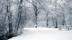 Landscapes Trees snow winter HDR Photography