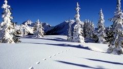 Landscapes Trees snow winter HDR Photography