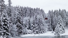 Landscapes Trees snow winter lakes