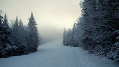 Landscapes Trees snow winter paths forests