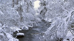Landscapes Trees snow winter rivers