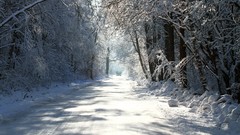 Landscapes Trees snow winter roads forests