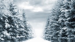 Landscapes Trees snow winter roads forests