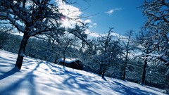Landscapes Trees snow winter sun clouds morning houses forests 