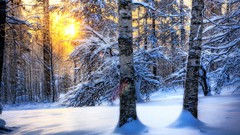 Landscapes Trees snow winter sunlight HDR Photography
