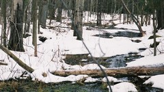 Landscapes Trees snow winter water forests