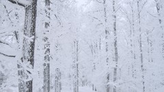 Landscapes Trees snow winter white light morning forests
