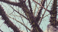 Landscapes Trees spikes