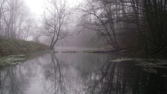 Landscapes Trees streams mist