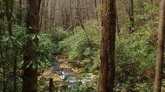 Landscapes Trees streams rhododendron forests