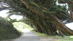 Landscapes Trees streets