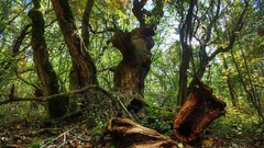 Landscapes Trees sun Europe romania forests