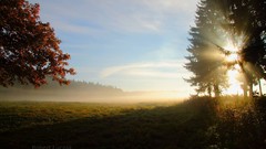 Landscapes Trees sun fields blue skies scenic
