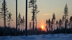 Landscapes Trees sun forests