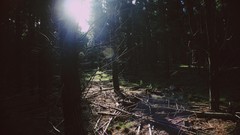 Landscapes Trees sun forests