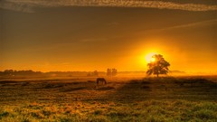 Landscapes Trees sun Horses