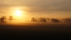 Landscapes Trees sun mist skyscapes